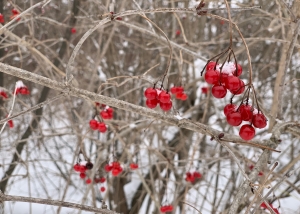 Red berries against branches and snow