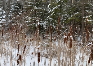 Cat tails covered in snow